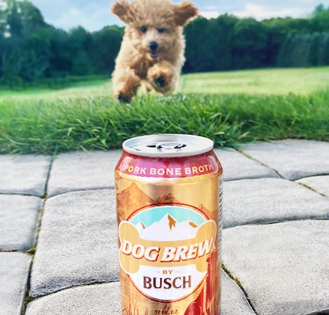 Your Dog Can Earn $20,000 As Busch Dog Brew Tester - American Craft Beer