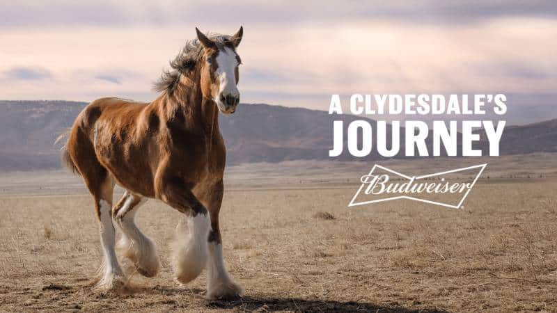 , Budweiser Returns To Super Bowl In Dramatic Clydesdale Commercial