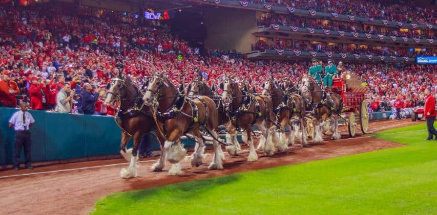 , Budweiser’s Famous Clydesdale Horses Embark On Patriotic Tour